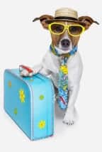 כלב עם משקפיים ומזוודה