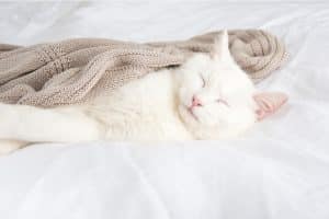 מיטה לחתול